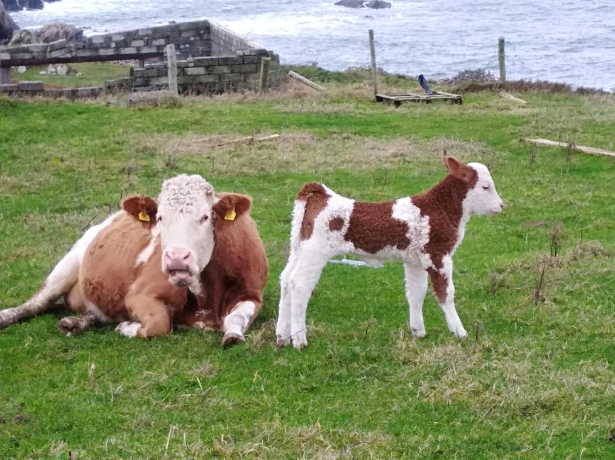 Bed & Breakfast Madra Rua Organic Ballyliffin
