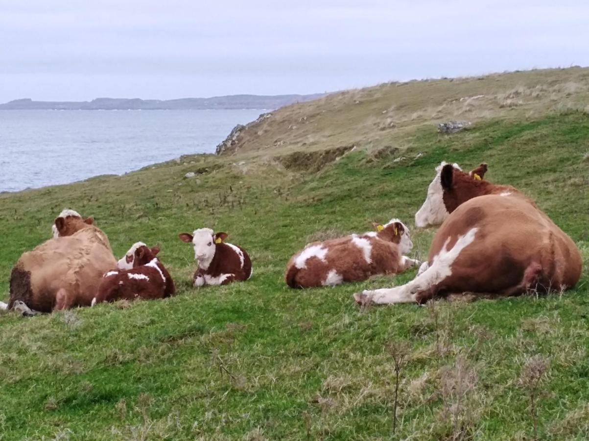 Couette-café Madra Rua Organic Ballyliffin